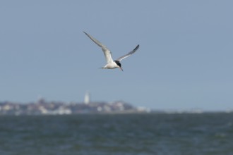 Common tern (Sterna hirundo) adult bird in flight over the sea with the town of Southwold in the