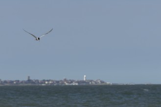 Common tern (Sterna hirundo) adult bird in flight over the sea with the town of Southwold in the