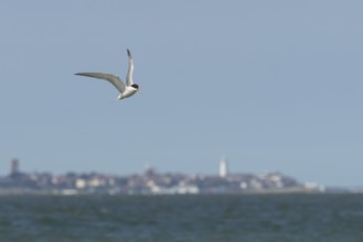 Common tern (Sterna hirundo) adult bird with a fish in its beak in flight over the sea with the