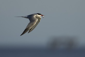 Common tern (Sterna hirundo) adult bird with a fish in its beak in flight, England, United Kingdom