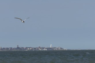 Common tern (Sterna hirundo) adult bird in flight over the sea with the town of Southwold in the