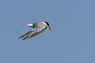 Common tern (Sterna hirundo) adult bird hovering in flight, England, United Kingdom