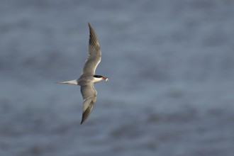 Common tern (Sterna hirundo) adult bird with a fish in its beak in flight, England, United Kingdom