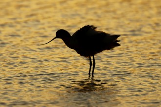 Pied avocet (Recurvirostra avosetta) silhouette of an adult wader bird in a shallow lagoon at