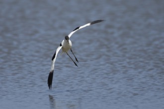 Pied avocet (Recurvirostra avosetta) adult wader bird flying low over a lagoon, England, United