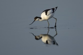 Pied avocet (Recurvirostra avosetta) adult wader bird feeding in a shallow lagoon, England, United