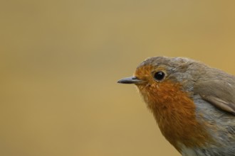 European robin (Erithacus rubecula) adult bird head portrait, England, United Kingdom