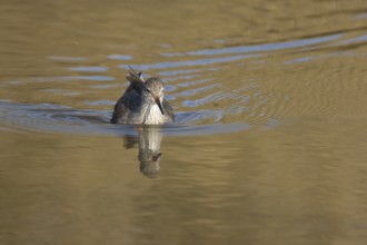 Common redshank (Tringa totanus) adult wader bird in a shallow lagoon, England, United Kingdom