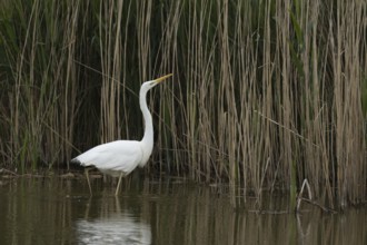 Great white egret (Ardea alba) adult bird in water on the edge of a reedbed, England, United
