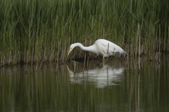 Great white egret (Ardea alba) adult bird in water on the edge of a reedbed, England, United