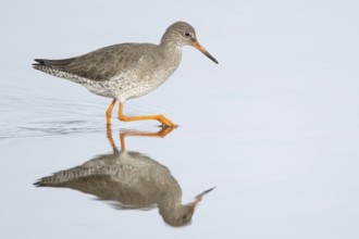 Common redshank (Tringa totanus) adult wader bird in a shallow lagoon, England, United Kingdom