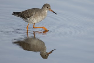 Common redshank (Tringa totanus) adult wading bird in a shallow lagoon, England, United Kingdom