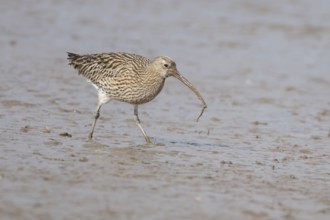 Eurasian curlew (Numenius arquata) adult wader bird feeding on a lugworm on a mudflat, England,