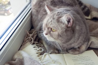 The cat lies on a blanket in front of an open book on the windowsill