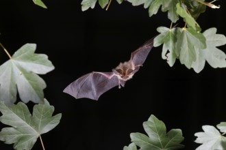 Bechstein's bat (Myotis bechsteinii) in flight, potentially endangered species, highspeed nature