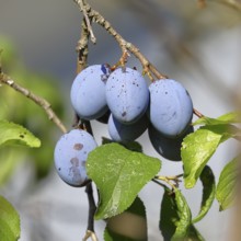 Plum, damson (Prunus domestica), ripe fruit on the tree, autumn, Wilnsdorf, North Rhine-Westphalia,