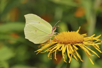 Lemon butterfly (Gonepteryx rhamny) on a yellow flower of a Great Telekie (Telekia speciosa),