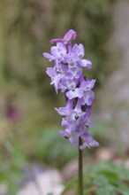 Hollow larkspur (Corydalis cava), inflorescence in a beech forest, Wilnsdorf, North