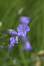 Meadow bellflower (Campanula patula), blue flower, on a rough meadow, Wilnsdorf, North