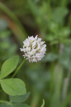 White clover (Trifolium repens), flowering, Wilnsdorf, North Rhine-Westphalia, Germany