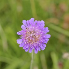 Scabiosa (scabiosa), flower in a forest clearing, Wilnsdorf, North Rhine-Westphalia, Germany