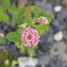 Pink clover (Trifolium repens), flower, Wilnsdorf, North Rhine-Westphalia, Germany