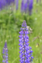 Large-leaved lupin, also known as perennial lupin (Lupinus polyphyllus), blue flower on a wild