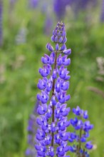 Large-leaved lupin, also known as perennial lupin (Lupinus polyphyllus), blue flower on a wild