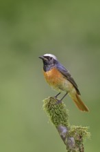 Redstart (Phoenicurus phoenicurus), male on a moss-covered branch, songbird, wildlife, Wilnsdorf,