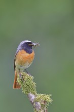 Redstart (Phoenicurus phoenicurus), male with caterpillars in beak on mossy branch, songbird,