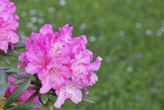 Rhododendron flowers (Rhododendron Homer), purple flowers, in a garden, Wilnsdorf, North