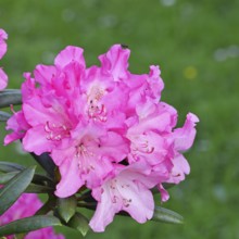 Rhododendron flowers (Rhododendron Homer), purple flowers, in a garden, Wilnsdorf, North