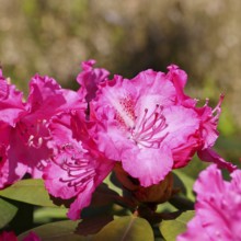 Rhododendron flowers (Rhododendron Homer), purple flowers, in a garden, Wilnsdorf, North