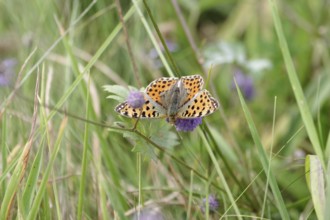 Queen of Spain fritillary (Issoria lathonia), butterfly, meadow, Germany, The butterfly has opened