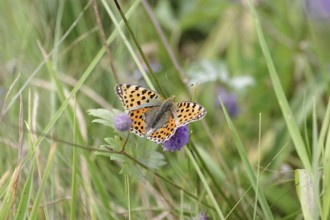 Queen of Spain fritillary (Issoria lathonia), butterfly, meadow, Germany, close-up of butterfly