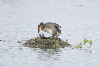 Great crested grebe (Podiceps cristatus) adult parent bird with a two juvenile baby chicks on a