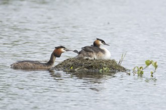 Great crested grebe (Podiceps cristatus) adult parent bird with two juvenile baby chicks on its