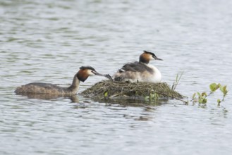 Great crested grebe (Podiceps cristatus) adult parent bird with two juvenile baby chicks on its