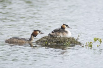 Great crested grebe (Podiceps cristatus) adult parent bird with two juvenile baby chicks on its