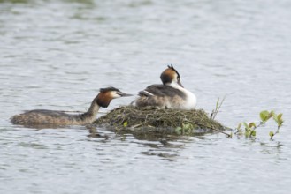 Great crested grebe (Podiceps cristatus) adult parent bird with a juvenile baby chick on its back