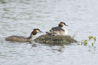 Great crested grebe (Podiceps cristatus) adult parent bird with a juvenile baby chick on its back