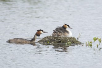 Great crested grebe (Podiceps cristatus) adult parent bird with a juvenile baby chick on its back