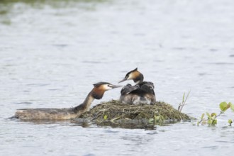 Great crested grebe (Podiceps cristatus) adult parent bird with a juvenile baby chick on its back