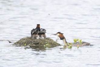 Great crested grebe (Podiceps cristatus) adult parent bird with two juvenile baby chicks on its
