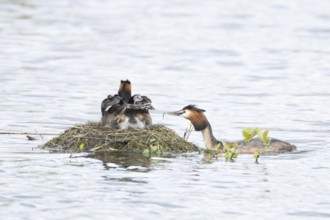 Great crested grebe (Podiceps cristatus) adult parent bird with two juvenile baby chicks on its