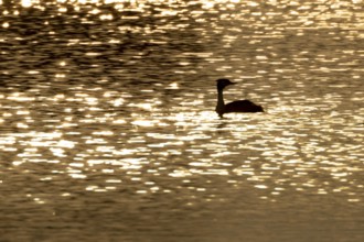 Great crested grebe (Podiceps cristatus) silhouette of an adult bird on a lake at sunset, England,