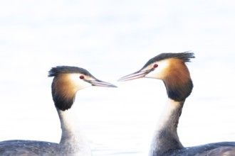 Great crested grebe (Podiceps cristatus) two adult birds during their love courtship display on a