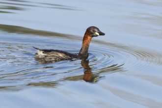 Little grebe (Tachybaptus ruficollis) adult bird on a lake, England, United Kingdom