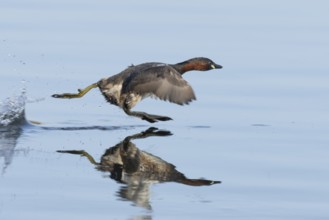 Little grebe (Tachybaptus ruficollis) adult bird running on the water surface of a lake, England,