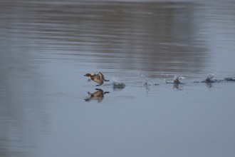Little grebe (Tachybaptus ruficollis) adult bird running on the water surface of a lake, England,